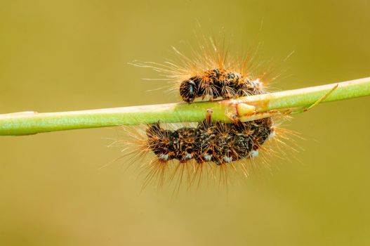 a caterpillar sits on a stalk in a meadow