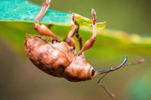 a brown weevil sits on a leaf in a meadow