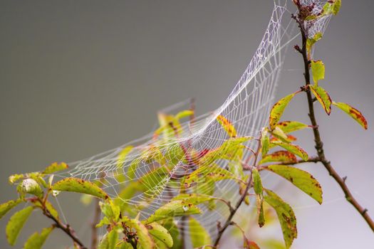 a spider web with dewdrops on a meadow in summer