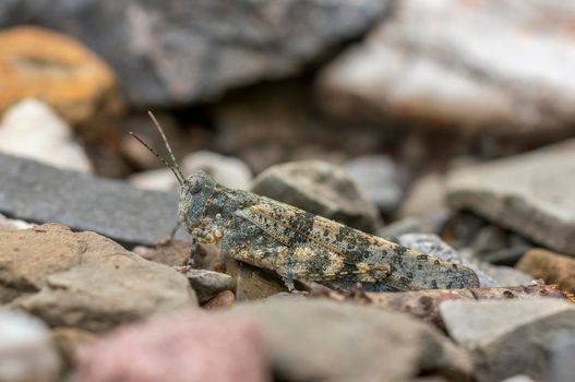 a gray grasshopper sits well camouflaged on a path