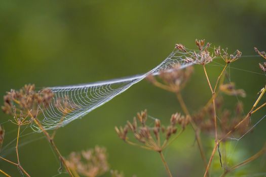 a spider web with dewdrops on a meadow in summer