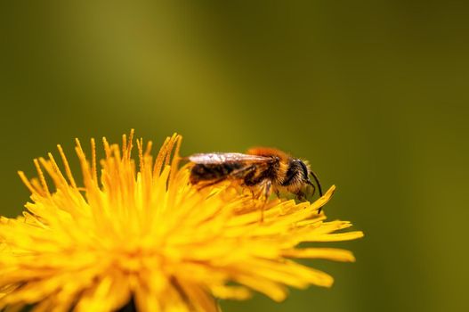 a bee sits on a flower in a meadow