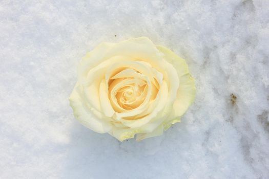 An ivory white rose in the fresh snow