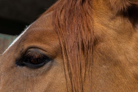 close-up of the eye of a brown horse with a white forehead