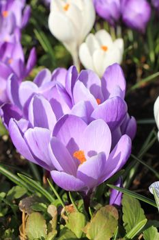 Purple and white crocuses on a field