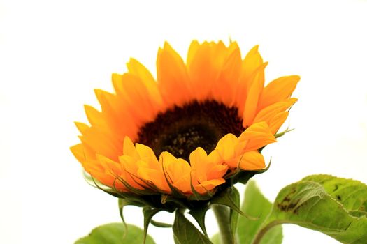 Big yellow sunflower on a white background