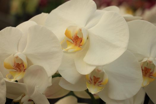 Phalaenopsis orchid,pure white with yellow center