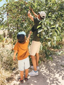 Tourists dad father man and his child son school kid boy reap crop harvest a mulberry berry from a tree, while taking a stroll outside.