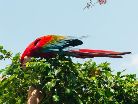 A close up picture of big grown ara macaw parrot sitting on a green leafy tree. A man's hand feeding the parrot.