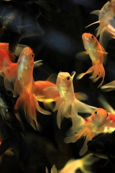 Goldfish in various sizes in a fish tank