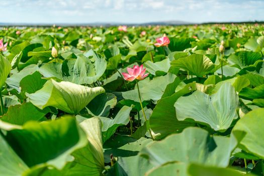 A pink lotus flower sways in the wind. Against the background of their green leaves. Lotus field on the lake in natural environment