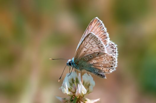 a common blue butterfly sits on a flower in a meadow