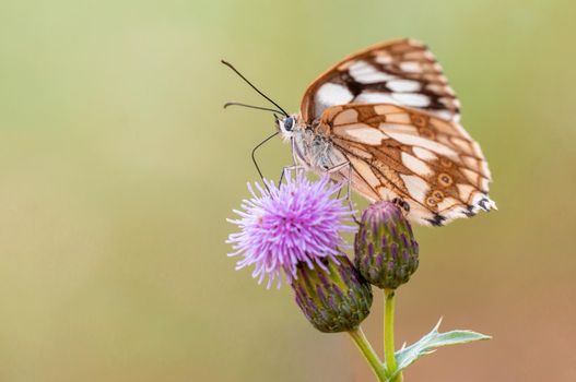 a Marbled White is sitting on a flower in a meadow