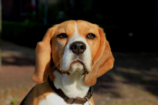 Young female beagle, four years old in late afternoon sun.