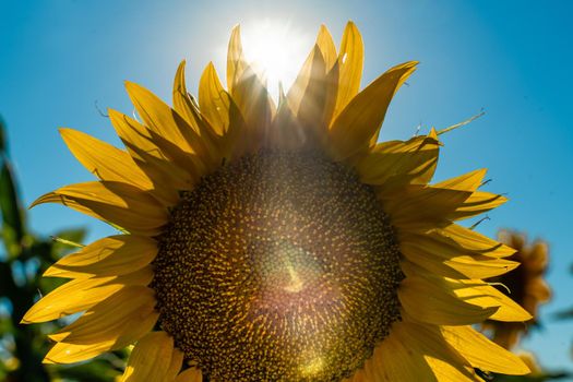 Half of a sunflower flower against a blue sky. The sun shines through the yellow petals. Agricultural cultivation of sunflower for cooking oil