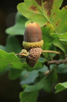 Acorns in a tree in an autumn forest
