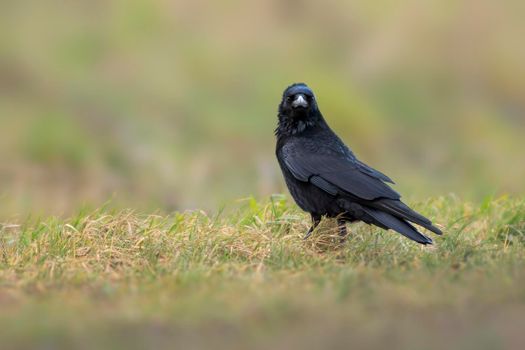 a common northern raven is looking for food in a meadow