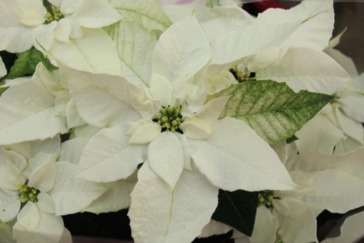 group of white poinsettia in full flower christmas season plants