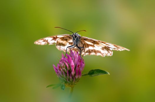 a Marbled White is sitting on a flower in a meadow