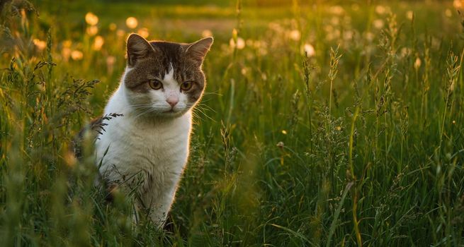 Spotted cat at sunset in green grass. Cat on the background of sunset and dandelions.