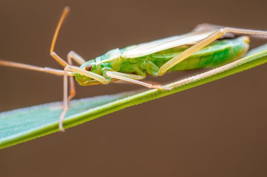 a green beetle sits on a stalk in a meadow