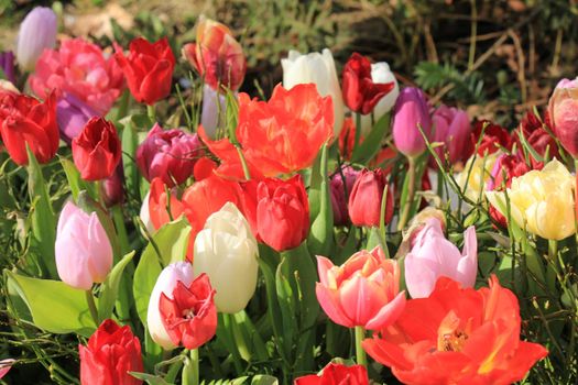 multicolored tulips in early spring sunlight