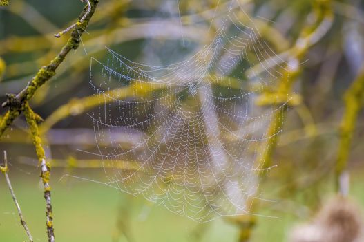 a spider web with dewdrops on a meadow in summer