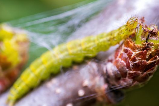 a caterpillar sits on a leaf in a meadow