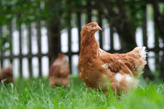 A red hen grazes in the green grass. Raising poultry. Chickens in the garden.