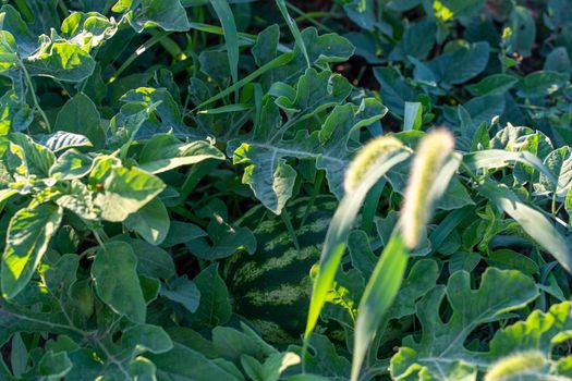 Watermelon grows on a green watermelon plantation in summer. Agricultural watermelon field