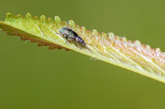 a green weevil sits on a leaf in a meadow
