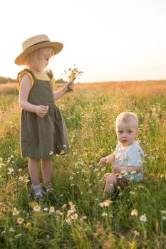 A little boy and a girl are picking flowers in a chamomile field. The concept of walking in nature, freedom and a healthy lifestyle.