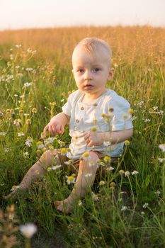 A little blond boy is sitting in the grass in a chamomile field. The concept of walking in nature, freedom and an environmentally friendly lifestyle.
