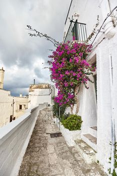 Magnificent architecture of a winding streets decorated with plants in flowerpots. Blooming tree. Downtown, white city Ostuni, Bari, Italy. Tourism, travel concept.