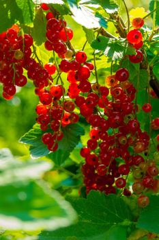 Ripe red currant berries on a branch in the garden. Red currant, currant or ordinary or garden currant Ribes rubrum . High quality photo