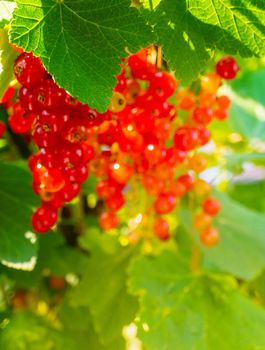Ripe red currant berries on a branch in the garden. Red currant, currant or ordinary or garden currant Ribes rubrum . High quality photo