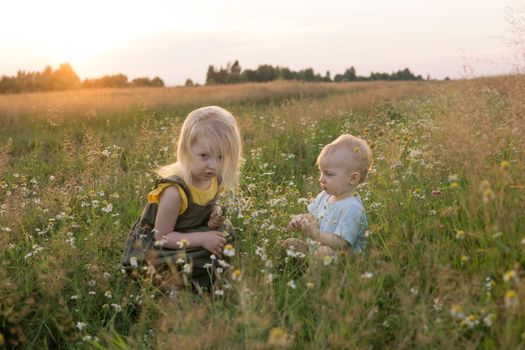 A little boy and a girl are picking flowers in a chamomile field. The concept of walking in nature, freedom and a healthy lifestyle.