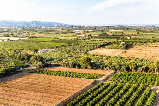 green and yellow fields in Tarragona from above, agricultural industry aerial view