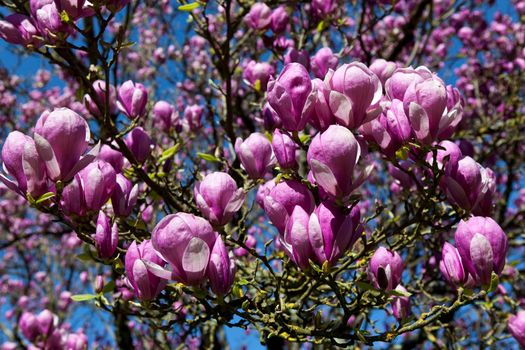 Close up on flowers of Magnolia tree