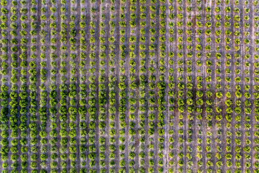 aerial view of a perfectly aligned farm fruit trees plantation, green field background agricultural industry top view