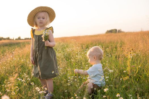 A little boy and a girl are picking flowers in a chamomile field. The concept of walking in nature, freedom and a healthy lifestyle.