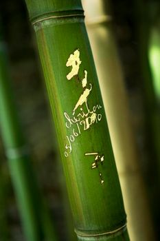 Close up of a French love sign on a bamboo