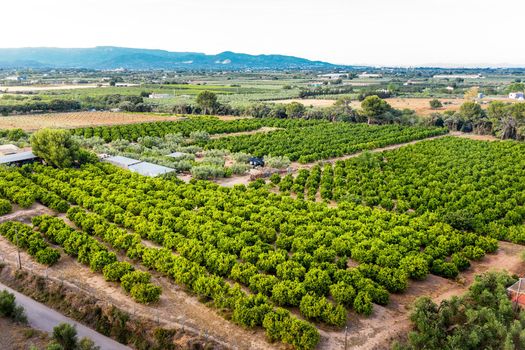 top view of a fruit tree plantation of a farm near of the mountains in Tarragona, green field agriculture industry aerial view