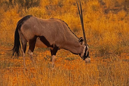 A lone Oryxgrazing in the Kgalagadi Trans Frontier Park. South Africa.