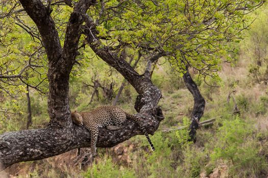 Leopard (Panthera pardus) sleeping on the brach of a Marula (Sclerocarya birrea)