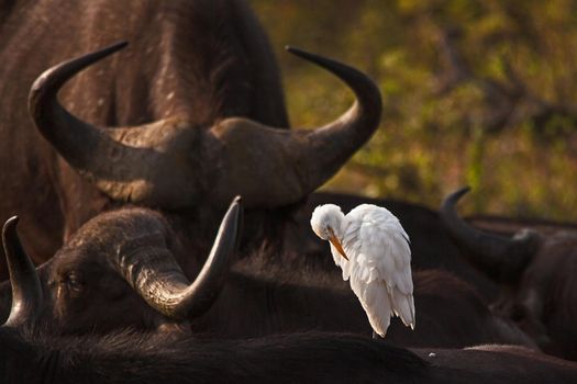 A white Cattle Egret (Bubulcus ibis) grooming in the early morning su on the back of a sleeping Cape Buffalo (Syncerus caffer) in Kruger National Park. South Africa