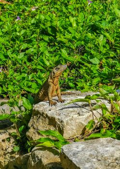 Huge Iguana gecko animal on rocks at the ancient Tulum ruins Mayan site with temple ruins pyramids and artifacts in the tropical natural jungle forest palm and seascape panorama view in Tulum Mexico.