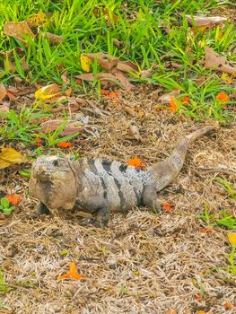 Huge Iguana gecko animal on grass at the ancient Tulum ruins Mayan site with temple ruins pyramids and artifacts in the tropical natural jungle forest palm and seascape panorama view in Tulum Mexico.