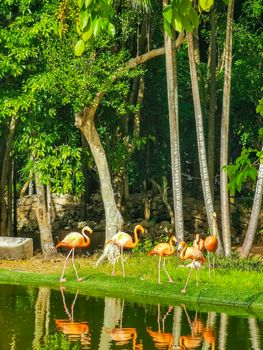 Pink flamingos in pond lake in luxury resort in Quintana Roo Mexico.