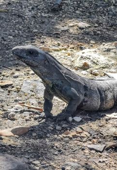 Huge Iguana gecko animal on ground at the ancient Tulum ruins Mayan site with temple ruins pyramids and artifacts in the tropical natural jungle forest palm and seascape panorama view in Tulum Mexico.